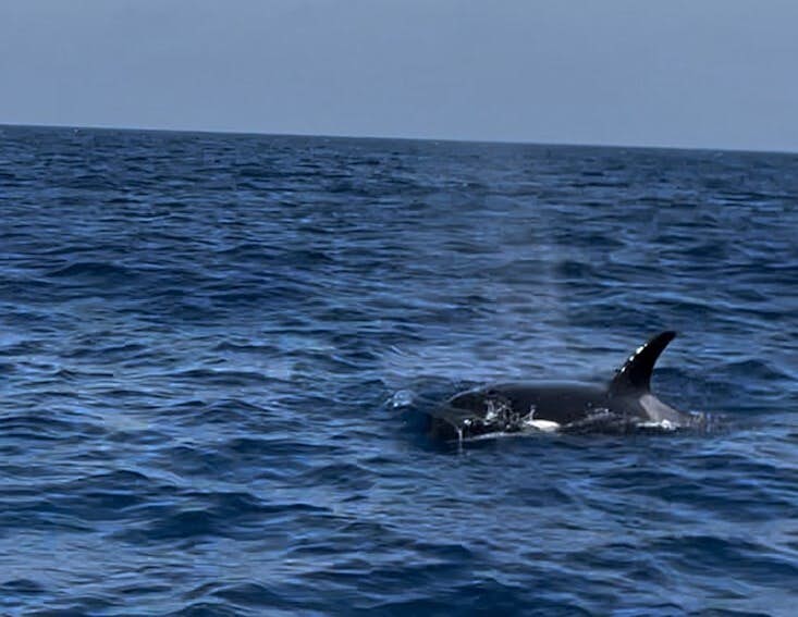 Save the Iberian Orca